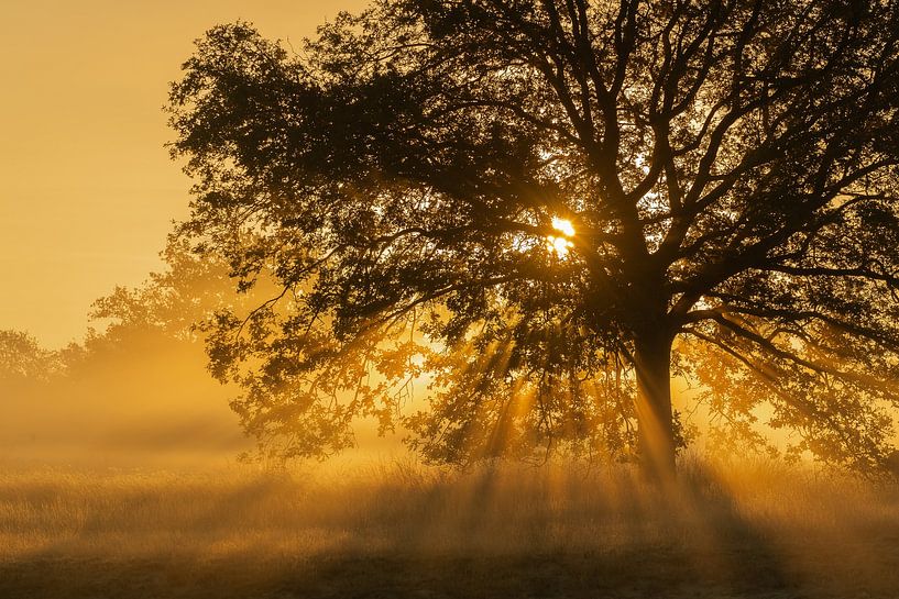 Rising sun in the Loonse and Drunense Dunes. by Susan van Etten
