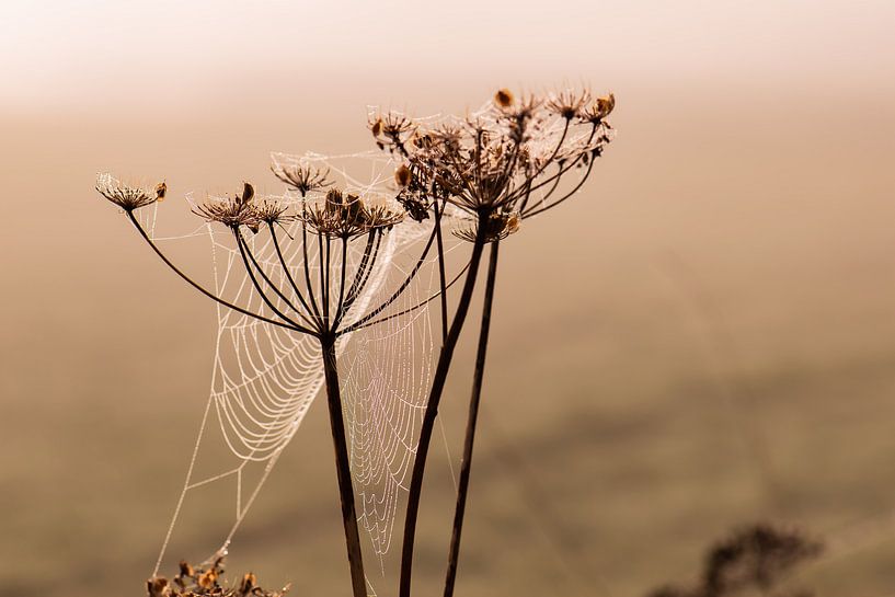 natürliche art von Tania Perneel