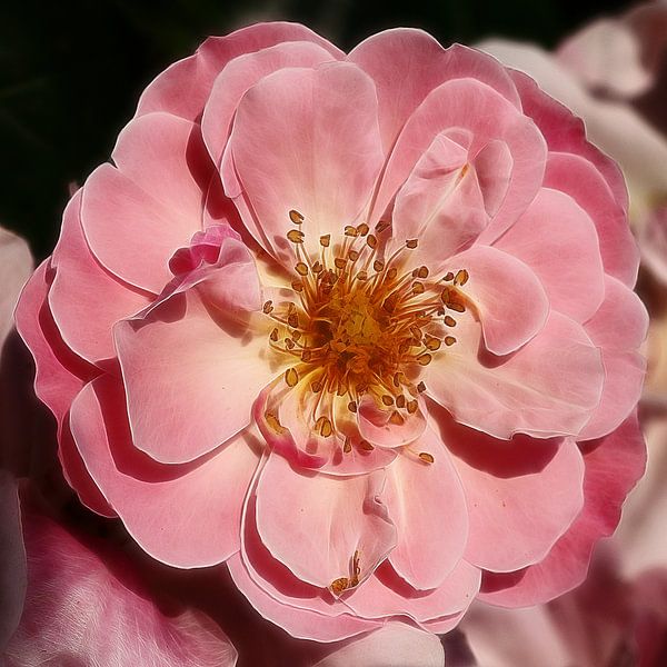 Wildrose von Mario de Lijser