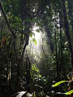Jungle met een straaltje zon