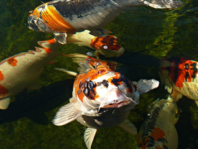 Koikarpers by Jessica Berendsen