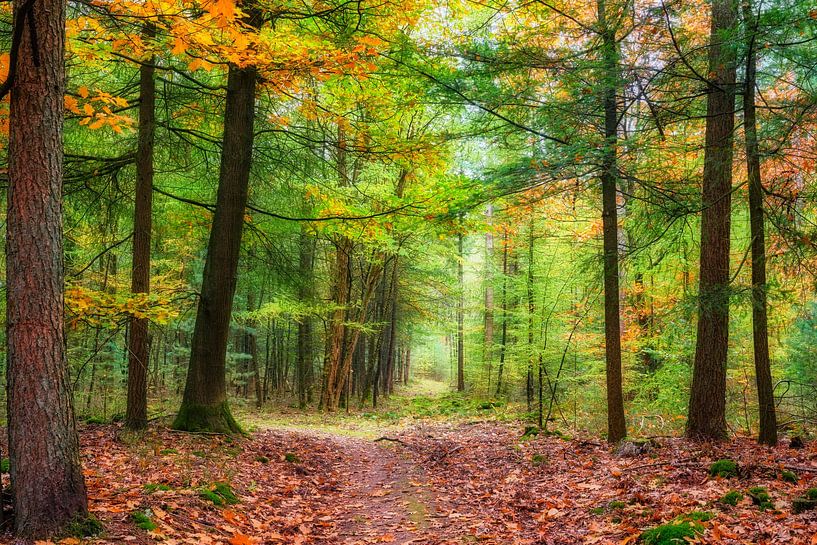 Herbst im Wald mit Nadel- und Laubbäumen von eric van der eijk