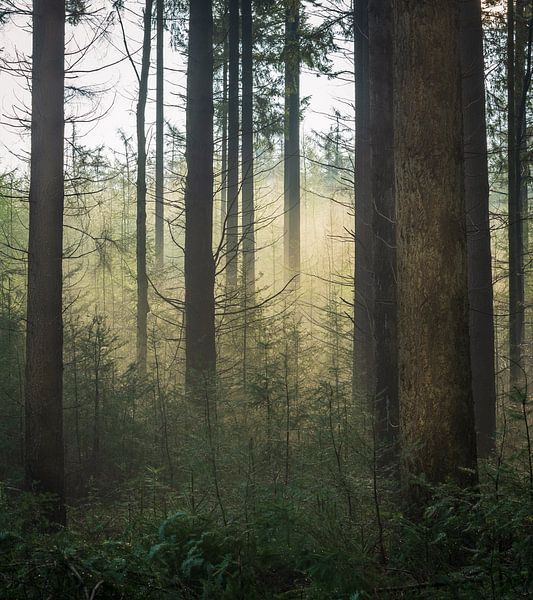 Brume matinale dans la forêt. par René Jonkhout