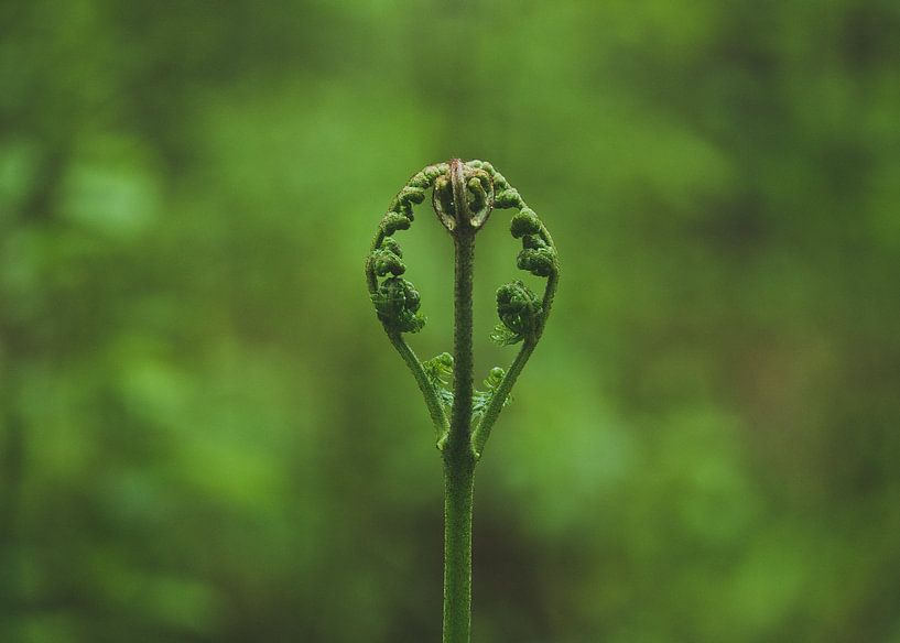 New life by Jakub Wencek