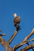 Raubvogel im Krügerpark, Südafrika