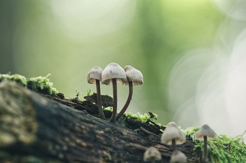 Champignons sur une branche par Lisa Bouwman