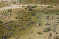 Olifanten in het water