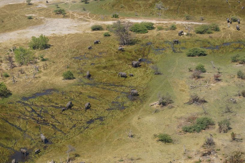 Olifanten in het water by Erna Haarsma-Hoogterp