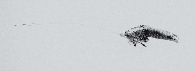 Außerirdisches Leben von Sander van der Veen