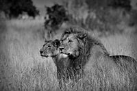 Deux compagnons en noir et blanc, des lions dans le Maasai Mara