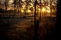 The rays of morning light through the trees