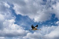 Kraniche fliegen am Himmel