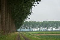 Peupliers en Zeeuws-Vlaanderen