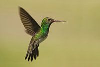 Franjeamazilia in vlucht, Brazilië 