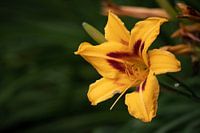 Gelbe Taglilie aus der Nähe