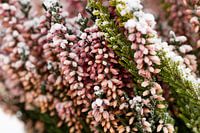Heather in winter