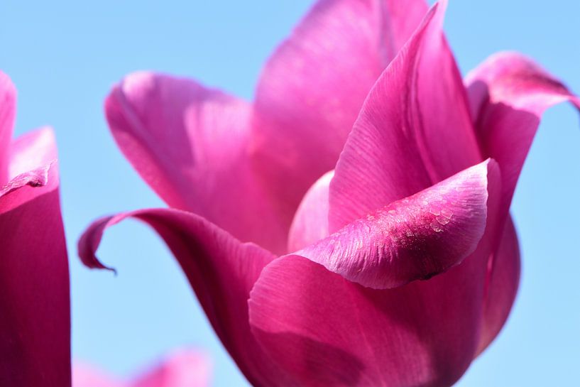 Une fermeture d'une tulipe par Gerard de Zwaan