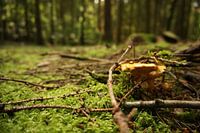 Pfifferling im Wald