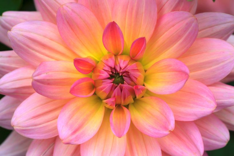 Dahlia by Thomas Jäger