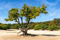 Un chêne vigoureux sur un banc de sable