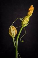 Stilleven Courgette Bloem