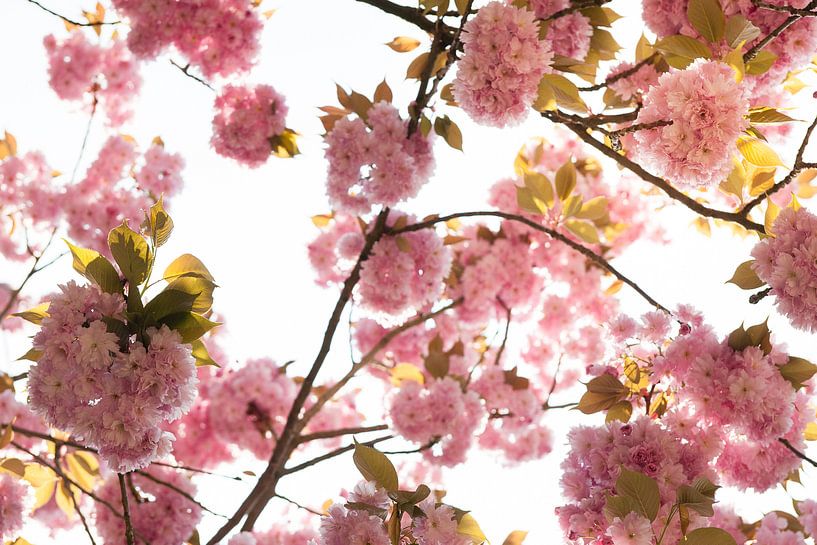 Frühlingszauber: Schöne Blüte gegen den Himmel von Arthur van Iterson