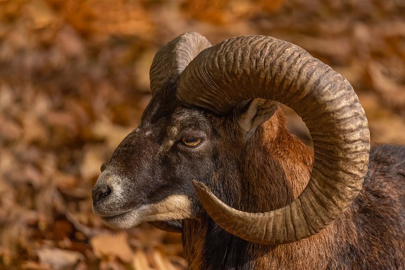 Mouflon (Ovis orientalis) par Gert Hilbink