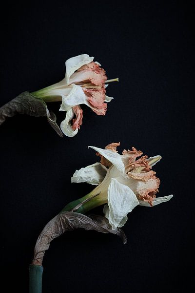 dried daffodils by Karel Ham
