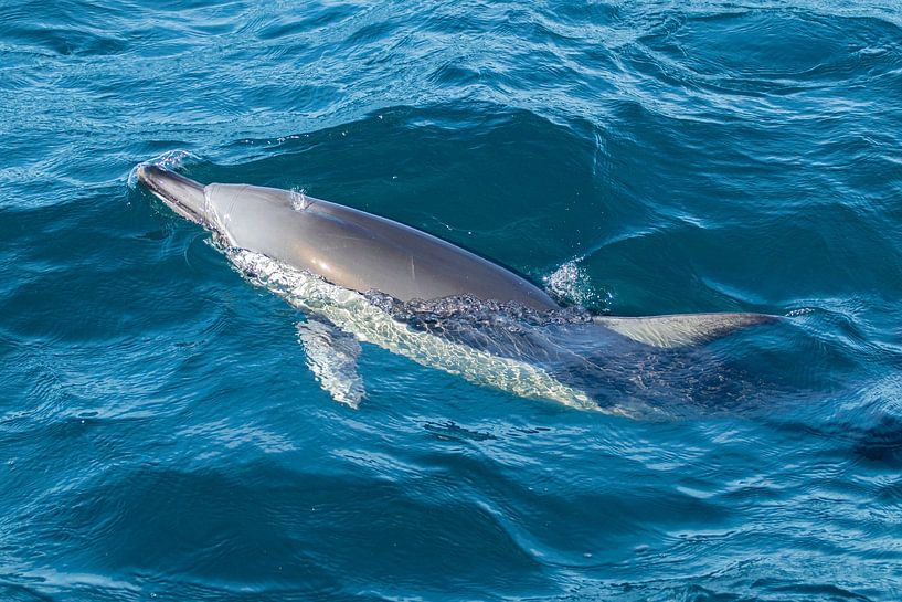 Delphin, Auckland, Neuseeland von Nynke Altenburg