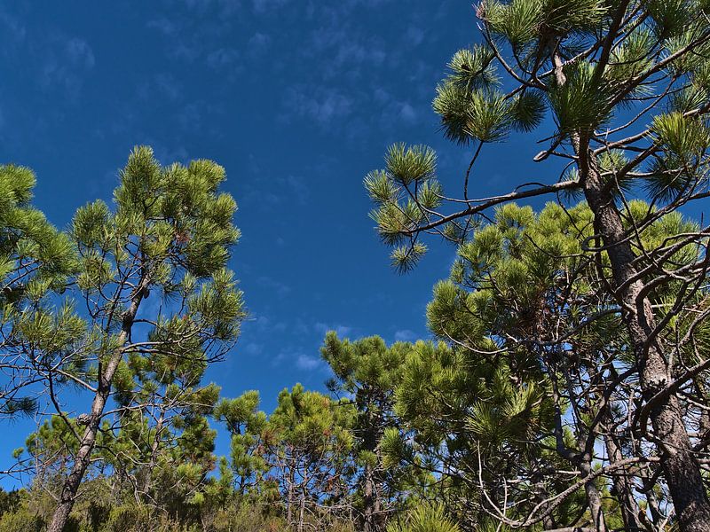 Kiefernwald von Timon Schneider