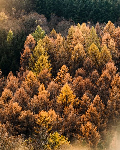 Indian Summer von Joris Machholz