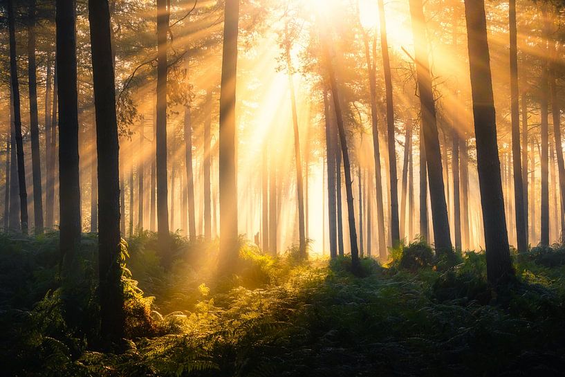 Forest photography &quot;dark contrast&quot; by Björn van den Berg