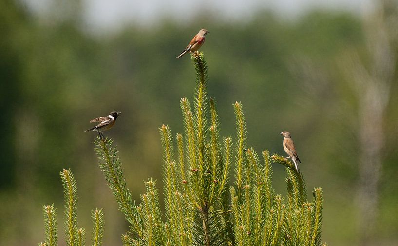 roodborsttapuit doet zijn verhaal bij familie kneu by Petra De Jonge