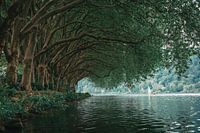 Mooie bomen aan het water