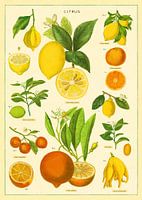 Citrus Fruits Orange Vintage