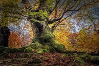 Mystieke oude boom in het Hutewald