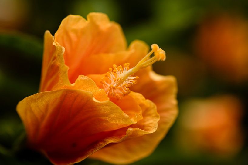 Orange flower on green by Carine Belzon