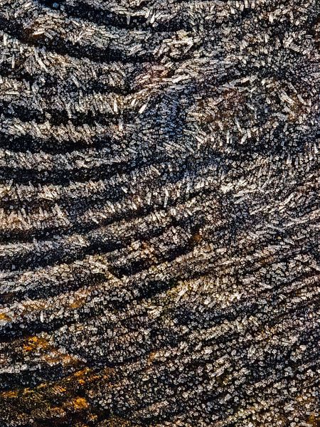 Frostige Naturkunst von Daniela Beyer