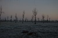 winter in the Netherlands