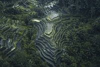 Rice terraces - Aerial view of Bali's Green Landscape