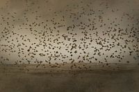 Ein Vogelschwarm hebt ab