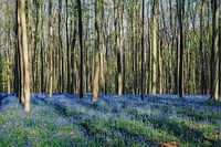 Forest "bluebells"