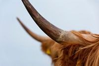 Horns Scottish Highlanders
