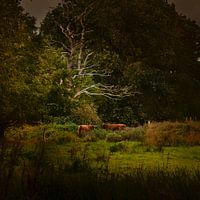 Niederländische Landschaft in Drenthe mit schottischen Hochlandbewohnern im Stil der alten Meister i