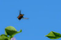 Happy Rose Chafer / Beetle