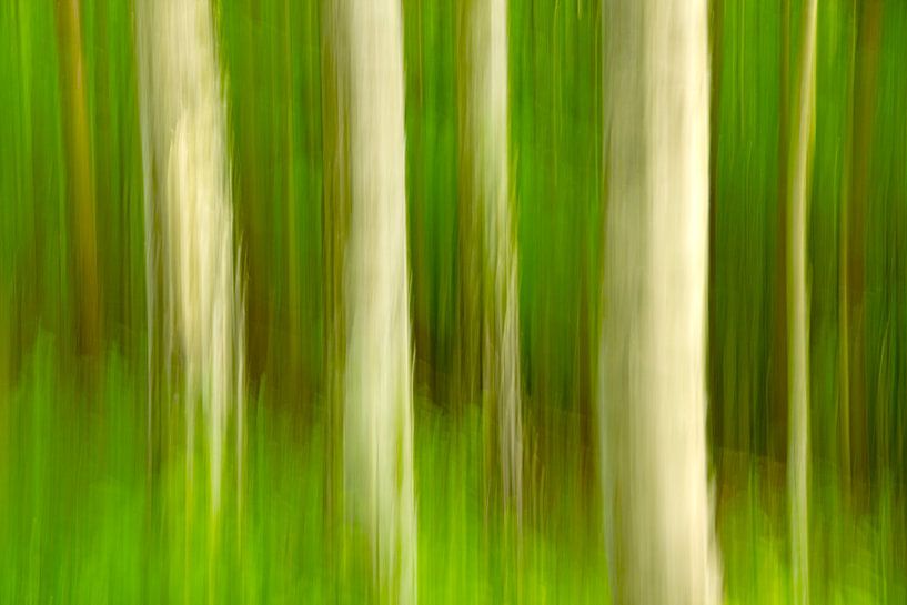 Waldzauber von Kirsten Warner