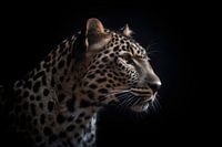 Leopard Portrait Schwarzer Hintergrund