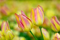 Tulipe en rose et jaune