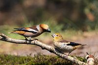 Kernbeißer füttert Junge II