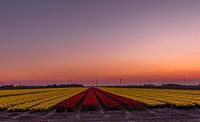 Le soleil se couche sur les tulipes